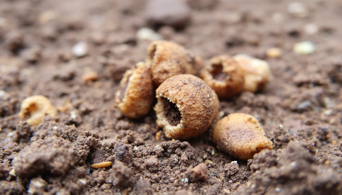 Guide pour différencier les excréments des petits mammifères du jardin